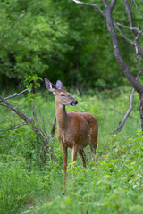 White-tailed deer in green forest
