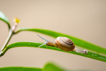 Snail on green leaf