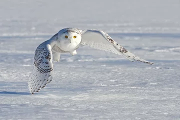 Papier Peint photo Hibou Harfang des neiges (Bubo scandiacus) chasse sur un champ couvert de neige au Canada