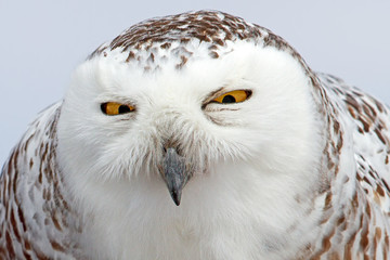 A closeup of a Snowy owl (Bubo scandiacus) in winter in Canada