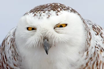 Zelfklevend Fotobehang Uil A closeup of a Snowy owl (Bubo scandiacus) in winter in Canada