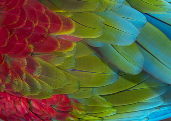 Beautiful Feathers of a Red-and-green Macaw