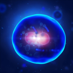 Human cell nucleus duplicating