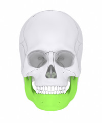 Mandible - mandibula