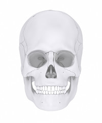 Human skull with colorized skull bone parts