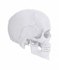 Human skull with colorized skull bone parts lateral view