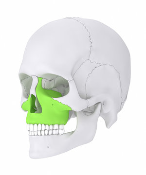 Maxilla - Corpus Maxillae