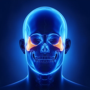 Zygomatic bone - os zygomaticum