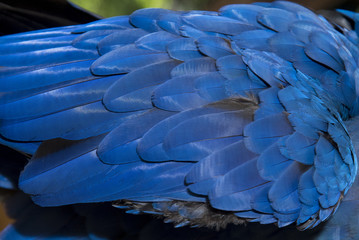 Fototapeta premium Close up hyacinth macaw, Beautiful macaw Hyacinth Macaw feathers (Anodorhynchus hyacinthinus)