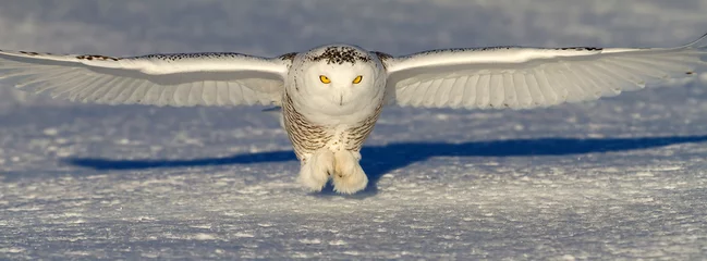 Papier Peint photo Hibou Harfang des neiges (Bubo scandiacus) se prépare à attraper sa proie un champ neigeux ouvert en hiver à Ottawa, Canada