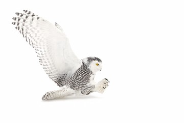 Obraz premium Snowy owl (Bubo scandiacus) isolated on a white background flies low hunting over an open snowy field in Canada