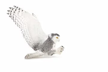Washable wall murals Owl Snowy owl (Bubo scandiacus) isolated on a white background flies low hunting over an open snowy field in Canada