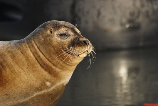 Phoque veau marin
