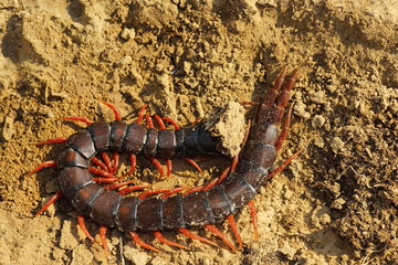 megarian banded centipede on ground