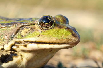 Fototapeta premium macro portrait of common marsh frog