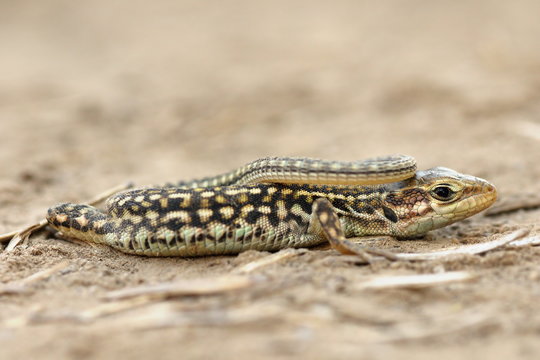 juvenile balkan wall lizard