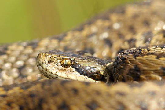 portrait of rarest european snake