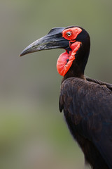 Southern ground hornbill close-up in Kruger National Park ( South Africa). Bucorvus leadbeateri