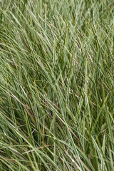 Long green and yellow grass as background