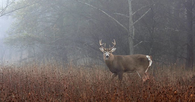 Fototapeta White-tailed deer buck in the foggy forest during the autumn rut in Canada