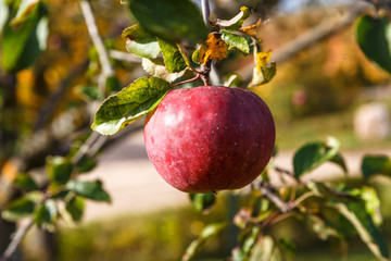 яблоки спелые на ветке