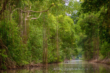  Caroni Swamp Trinidad.