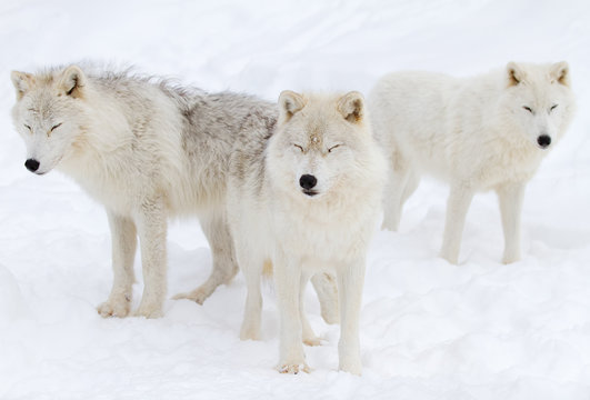 A trio of arctic wolves (Canis lupus arctos) isolated on a white background with eyes closed in winter in Canada