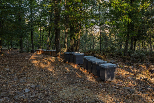 Landscape in a forest of chestnut trees with beehives.