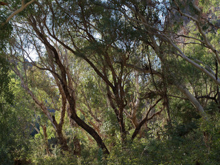 Windjana Gorge in the Kimberleys in Western Australia