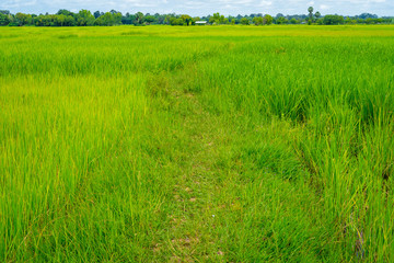 Small pathway in green rice field