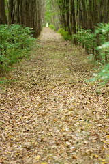 poplar trees in forest