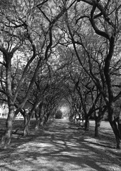 Black and white walkway lane and trees in park. Awesome tunnel of trees