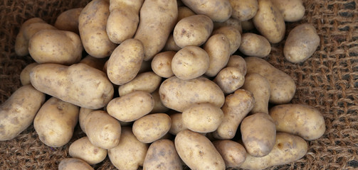Fototapeta na wymiar many raw potatoes