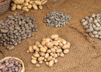 many types of of raw potatoes for sale