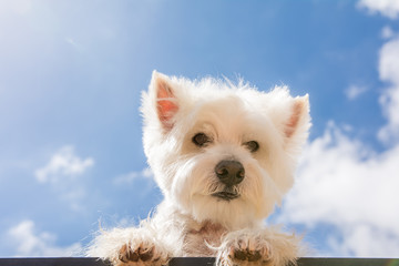 Perro con cielo de fondo