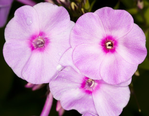 Obraz premium Phlox. Screensaver.