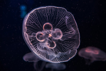 Jellyfish