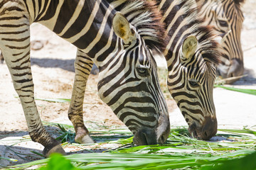 zebras in the zoo