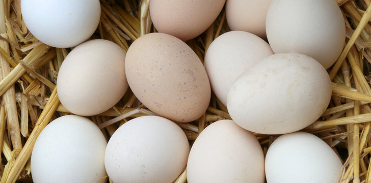 eggs of hen in the basket of the farm