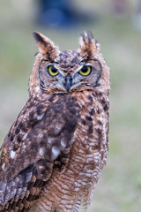 Closeup of Long-eared owl