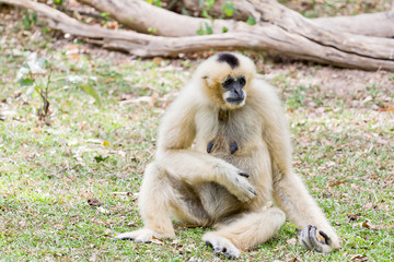 Monkey