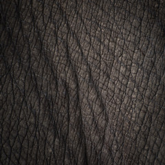 Naklejka premium Rhino skin texture background