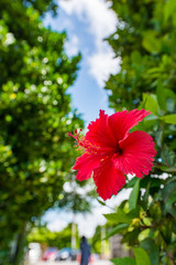 沖縄のハイビスカス