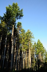 coniferous forest on mountains in tuscany, italy.