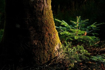 Young Fir Tree in a darkest forest in tuscany mountains. Italy