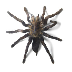 A large tarantula spider isolated on a white background