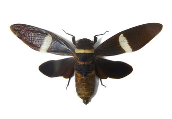 A large cicada bug isolated on a white background