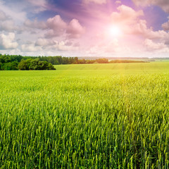 Fototapeta premium wheat field and sunrise in the blue sky