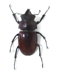 A large brown Neolucanus Sanndersis beetle isolated on a white background