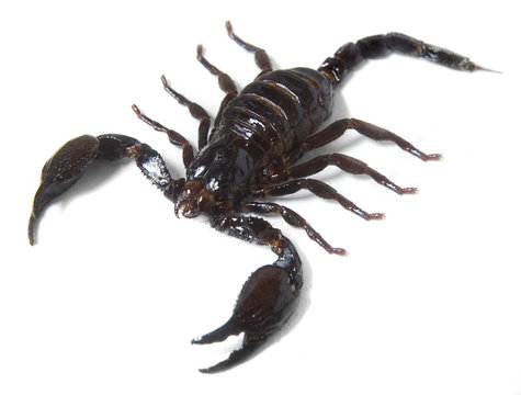 A large black scorpion isolated on a white background